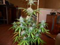 Bild von pippypops (Auto Northern Lights)