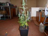 Bild von pippypops (Auto Northern Lights)