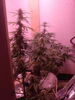 Pyramid Seeds Auto Super Hash - ein Foto von Late70sheadrush