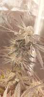 Pyramid Seeds Black Cherry Punch - ein Foto von Dadanga