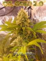 Quebec Cannabis Seeds Quebec Gold 2.0 - ein Foto von Joney