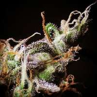 R-KIEM Seeds Icer - ein Foto von RKIEMSeeds