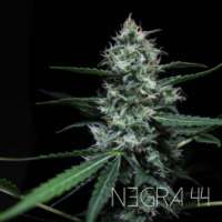 Bild von RKIEMSeeds (Negra 44)