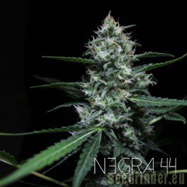 R-KIEM Seeds Negra 44