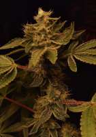 R-KIEM Seeds Sublimator - ein Foto von Crojas12