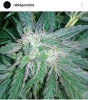 Bild von Therabiddabber (Riley Kush)