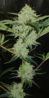 Bild von Dixon23 (Moonshine Haze x Ghost Train Haze 1)