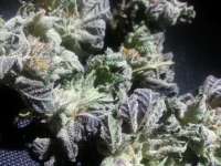 Rare Dankness Seeds Rare Darkness - ein Foto von admin