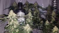 Red Scare Seed Company Mamma Hutt - ein Foto von DrGrenSkye