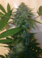 Red Scare Seed Company Salacious B Crumb - ein Foto von DrGrenSkye