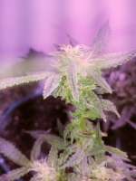 Reefermans Seeds Sour Diesel - ein Foto von Pappasativa42