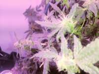 Reefermans Seeds Sour Diesel - ein Foto von Pappasativa42