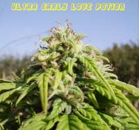 Reefermans Seeds Ultra Early Love - ein Foto von jacky