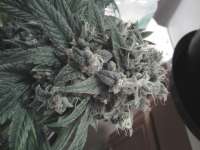 Bild von hydroponicsguy (Kandy Kush)