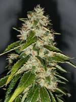 Bild von Aragrow (Kosher Kush)