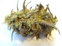 Bild von mrnicex (Kosher Kush)