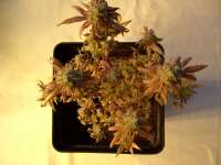 Bild von mrnicex (Kosher Kush)