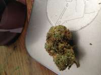 Bild von admin (Kosher Kush)