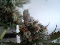 Reserva Privada LA Cheese - ein Foto von loveweed27