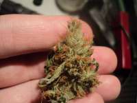 Reserva Privada LA Cheese - ein Foto von loveweed27