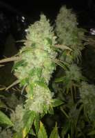 Bild von LemiAten (Skywalker Kush)