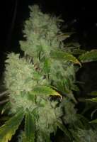 Bild von LemiAten (Skywalker Kush)