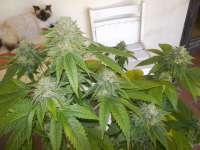 Bild von WhiteyB (Skywalker Kush)