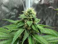 Bild von MaxFrost (Skywalker Kush)