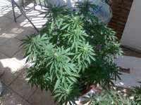 Riot Seeds Original OG Kush - ein Foto von oldskool