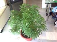 Riot Seeds Original OG Kush - ein Foto von oldskool