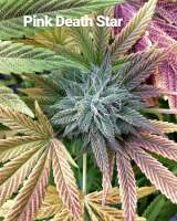 Riot Seeds Pink Death Star - ein Foto von mrobot