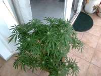 Riot Seeds Purple Lemon Larry OG Kush - ein Foto von oldskool