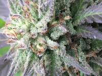 Riot Seeds White Crack - ein Foto von Magnus