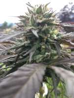 Riot Seeds White Crack - ein Foto von Magnus