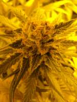 Bild von Loveweed (Ripper Haze)