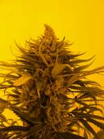 Bild von Loveweed (Ripper Haze)