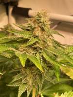 Ripper Seeds Sour Ripper - ein Foto von MartenNL