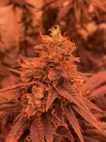 Ripper Seeds Zombie Kush - ein Foto von MartenNL