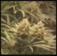 Rokerij Seeds Rokerij Bubbles - ein Foto von BernHippiezaden