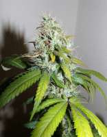 Bild von hemp47 (Amnesia Haze)