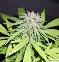 Bild von JustinTheHague75 (Amnesia Haze)