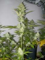 Bild von WhiteyB (Candy Kush Express)