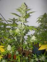 Bild von WhiteyB (Candy Kush Express)