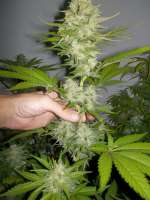 Bild von WhiteyB (Candy Kush Express)