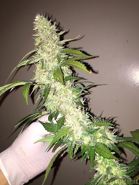 Royal Queen Seeds Critical