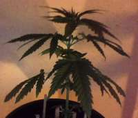 Bild von indica2me (Easy Bud)