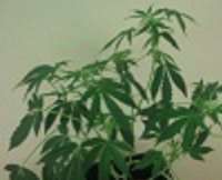 Bild von indica2me (Easy Bud)