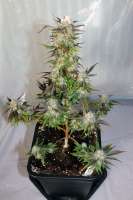 Royal Queen Seeds Lemon Haze - ein Foto von therpenist