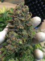 Bild von SuperS (Lemon Haze)