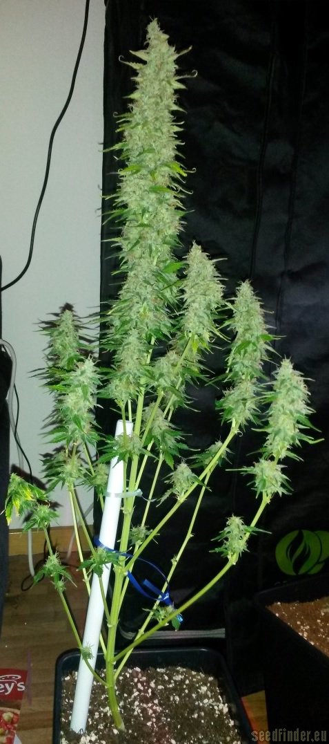 Royal Queen Seeds Northern Light Automatic